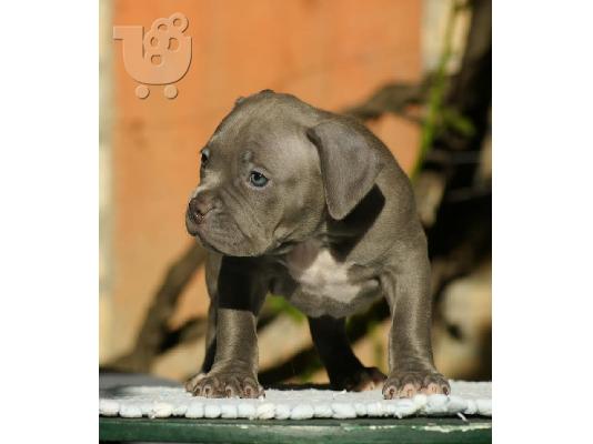 American Bully
